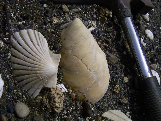 宮沢賢治二枚貝の化石イギリス海岸