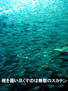 サメはどこへ?その代わりマクロ三冠王♪_f0144385_1931389.jpg