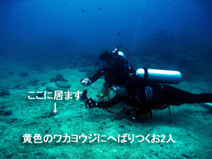 サメはどこへ?その代わりマクロ三冠王♪_f0144385_19321047.jpg
