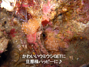 サメはどこへ?その代わりマクロ三冠王♪_f0144385_19325716.jpg
