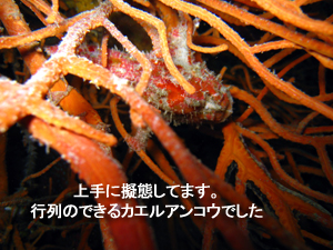 サメはどこへ?その代わりマクロ三冠王♪_f0144385_19331428.jpg