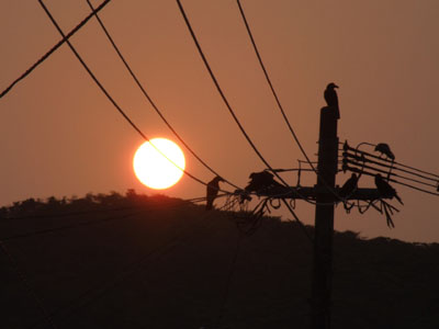 電線とカラスと夕陽_e0028387_0172280.jpg