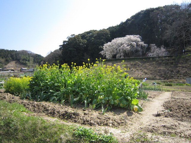 奥山田のしだれ桜_d0093791_19293899.jpg