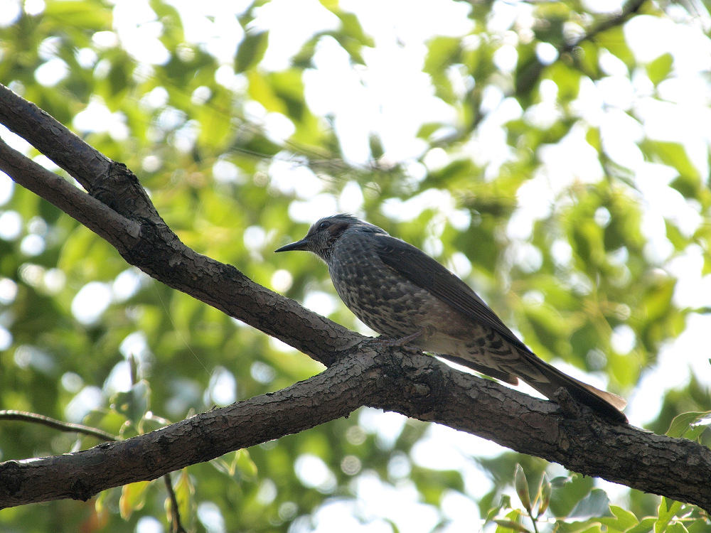 「野鳥撮り」_a0133692_1301751.jpg