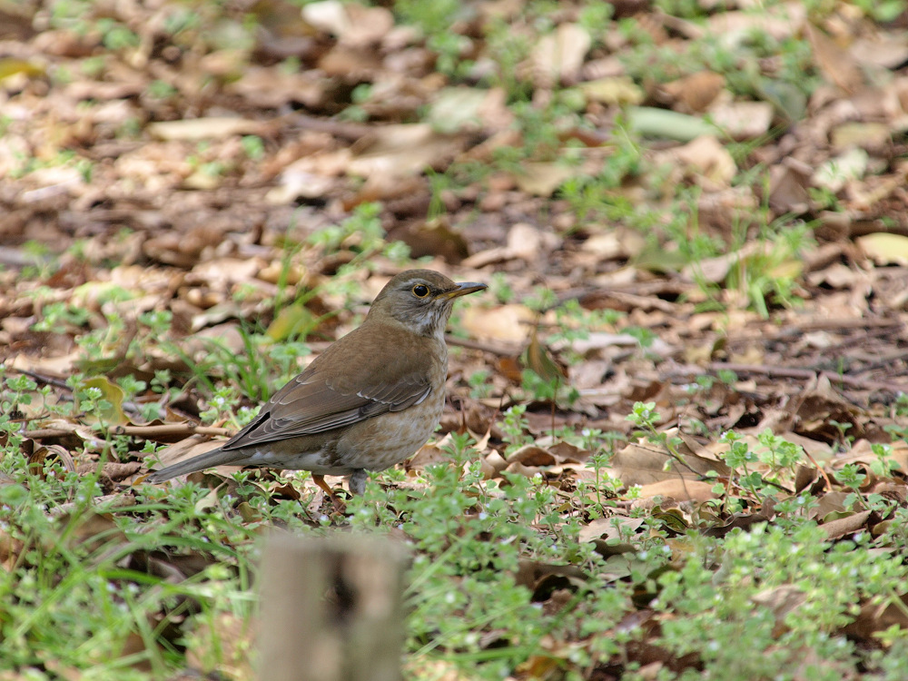 「野鳥撮り」_a0133692_1451357.jpg