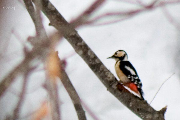 野鳥がやってきた アカゲラと・・・_c0048494_2241056.jpg
