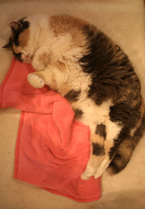 HAPPY BIRTHDAY NYANKO_c0108595_1272840.jpg