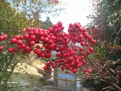a0166196_12574823.jpg