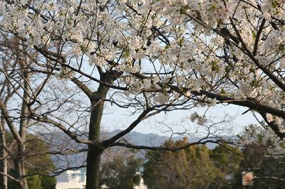 ポートアイランド中公園の桜_b0051598_2239251.jpg