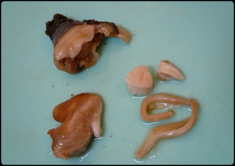 ミルクイ 本ミル貝 の捌き方 魚と野菜と私と和ノ香