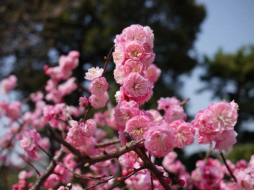 いろいろな梅の花_a0164102_21385417.jpg