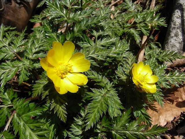 f0187402_20452844.jpg