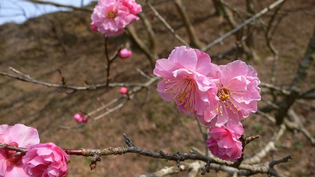 山の春はまだもう少しなのだ、の巻。_e0183004_184317.jpg