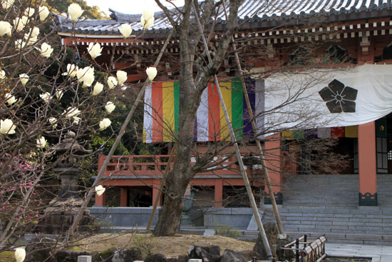 モクレン満開 智積院_e0048413_21514976.jpg