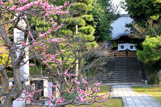 モクレン満開 智積院_e0048413_21543574.jpg