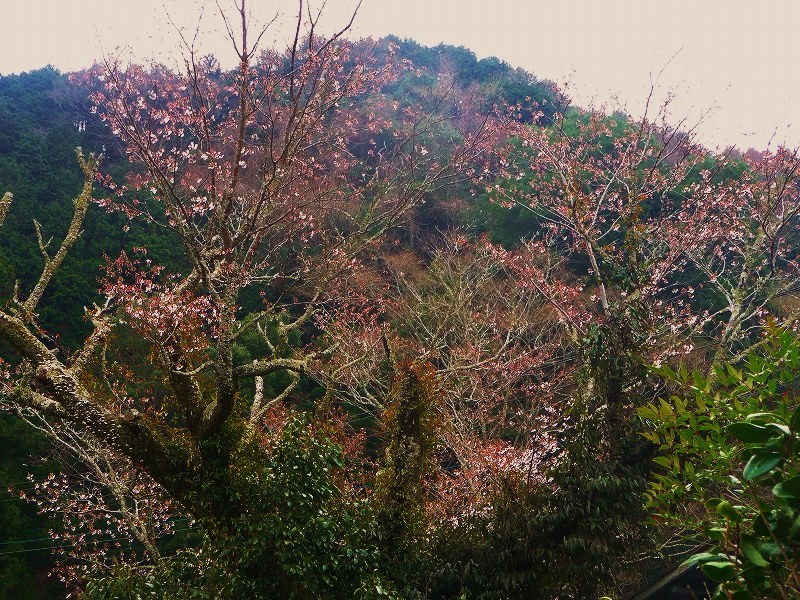 f0182513_78538.jpg