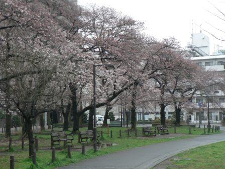 本日の大岡川のさくら情報！_e0189014_14472622.jpg