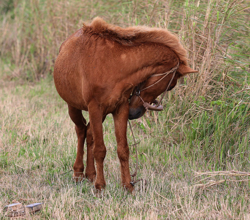 イシガキウマ（石垣馬）？？_f0161823_16354047.jpg