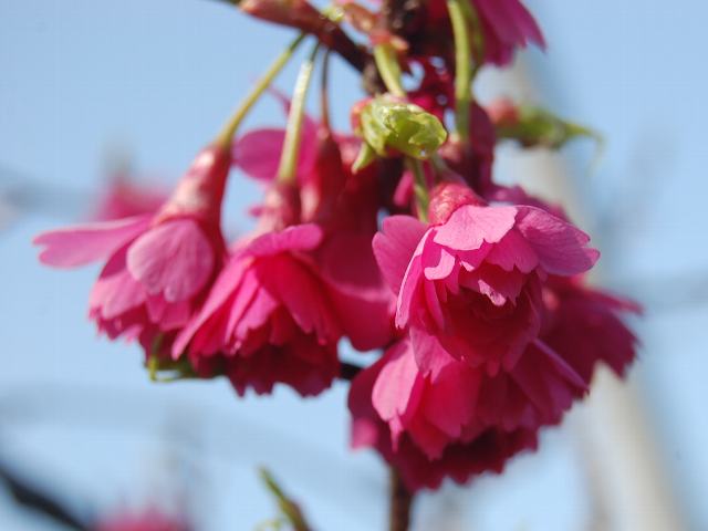 八重寒緋桜 ヤエカンヒザクラ 花の仲間調べ 八重寒緋桜 ヤエカンヒザクラ 花の仲間調べ