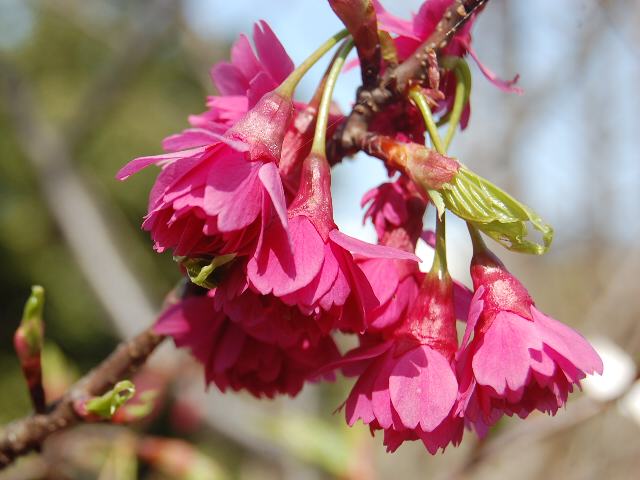 八重寒緋桜 ヤエカンヒザクラ 花の仲間調べ 八重寒緋桜 ヤエカンヒザクラ 花の仲間調べ