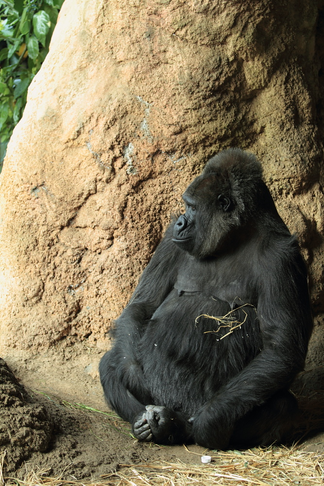 上野動物園（アラカルト）_e0165326_20384241.jpg