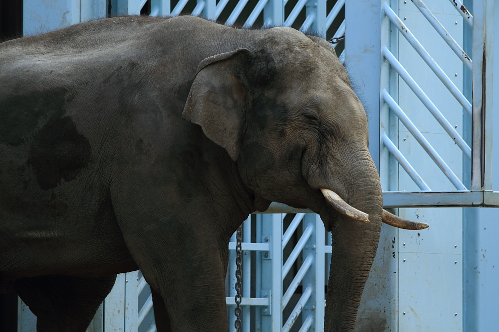 上野動物園（アラカルト）_e0165326_20391133.jpg