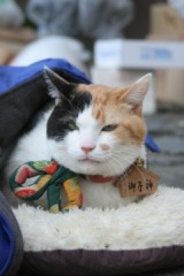 超希少な三毛猫の秘蔵写真を大公開 世の中喜怒哀楽 超希少な三毛猫の秘蔵写真を大公開 世の中喜怒哀楽