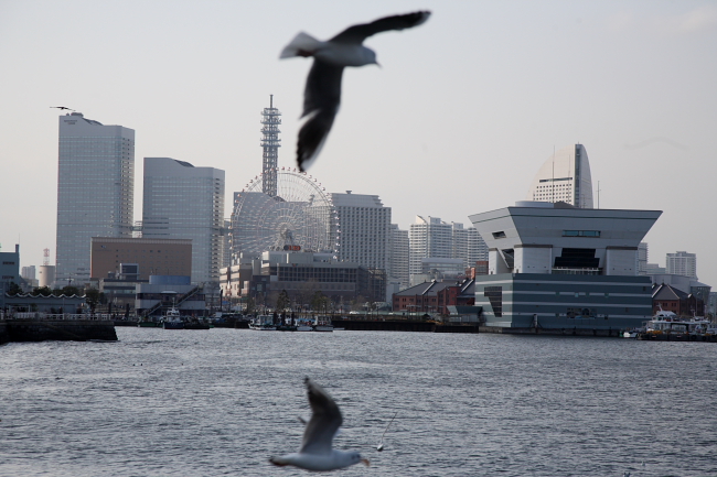 カモメ飛ぶ海原　輝く_f0017530_20222370.jpg