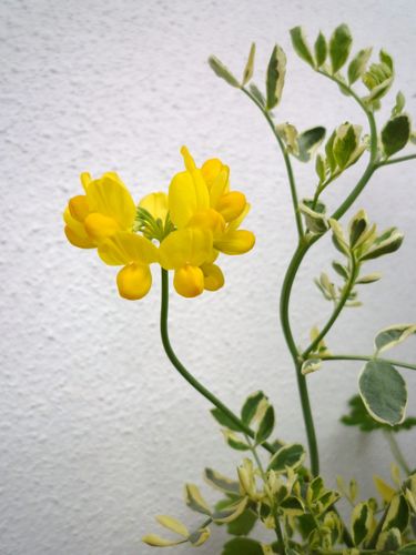 c0193639_9532141.jpg