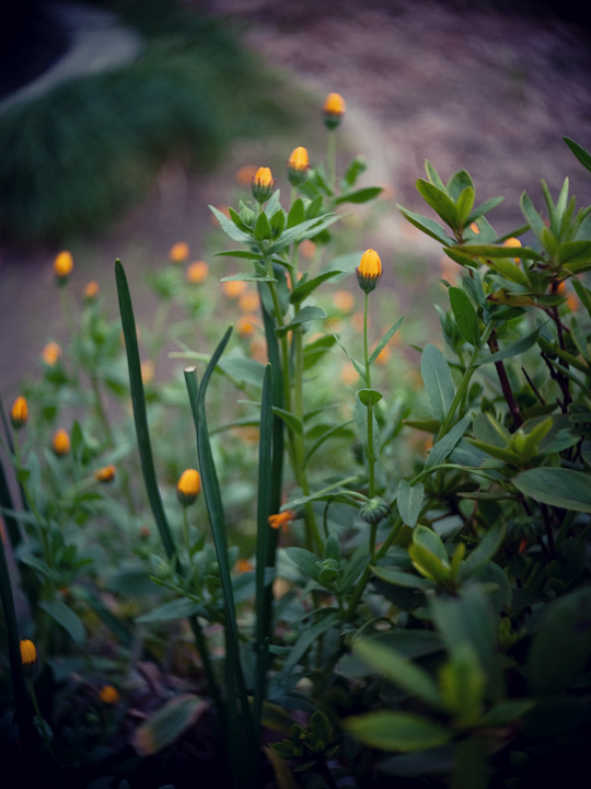 秘密の花園_b0078541_5105753.jpg