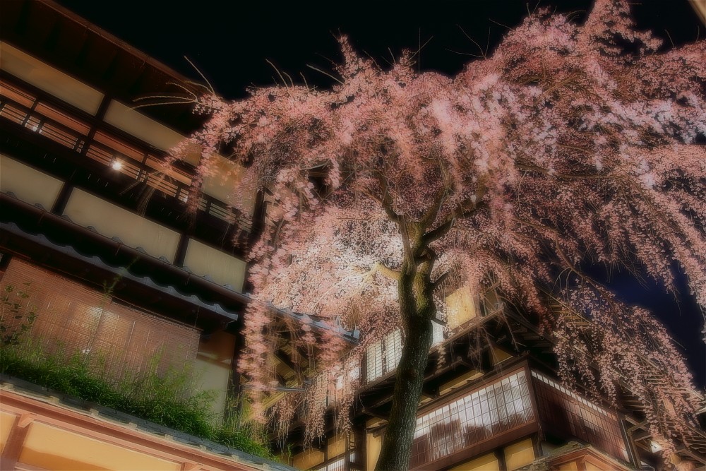 京都の桜も咲き始めました_a0118466_2332260.jpg