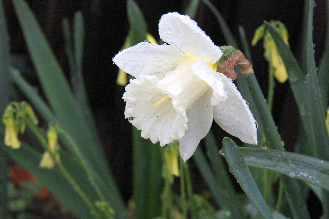 春の雨_a0148866_10305341.jpg