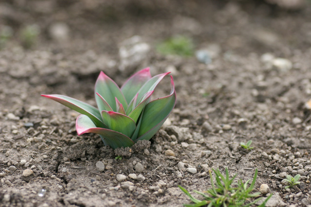 ギガンジウムの芽_e0044675_1353289.jpg