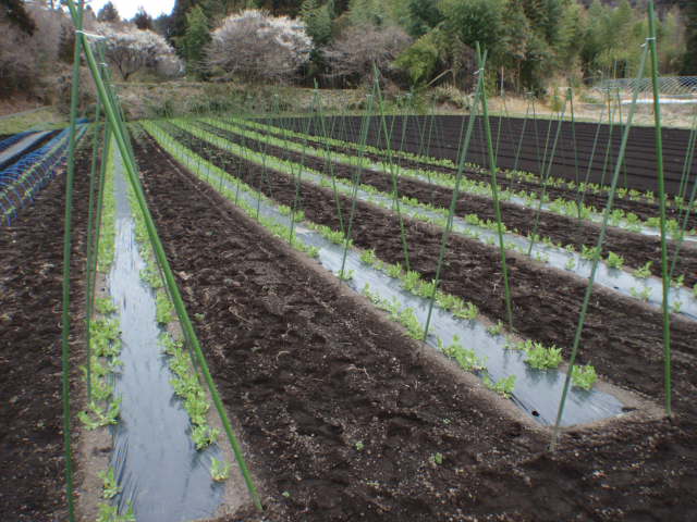 エンドウ支柱立て くらぶち日記