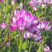 c0212783_15325123.gif