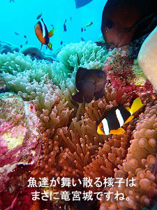 4泊5日シミランクルーズ with マリンクエスト号_f0144385_103935100.jpg