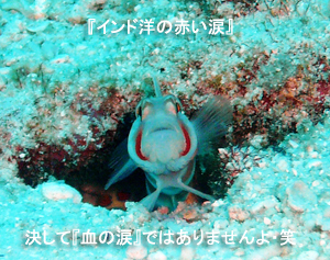 4泊5日シミランクルーズ with マリンクエスト号_f0144385_10455916.jpg