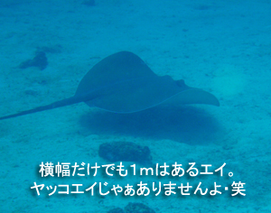 4泊5日シミランクルーズ with マリンクエスト号_f0144385_10495366.jpg
