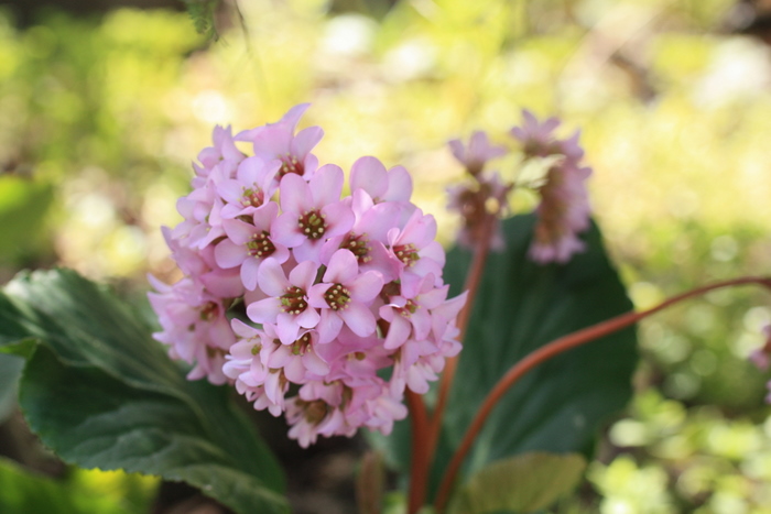 小石川植物園の花たち♪_e0195587_20592714.jpg