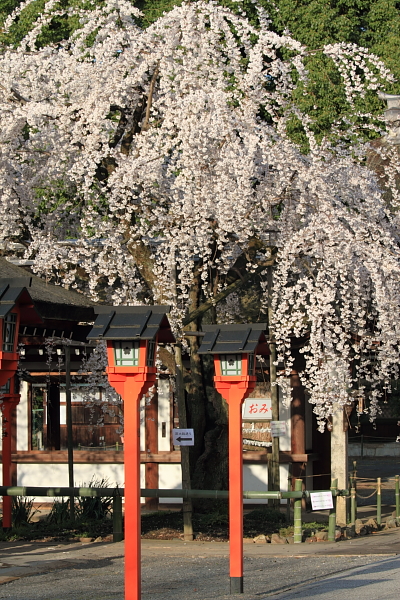 平野神社_e0051888_76266.jpg