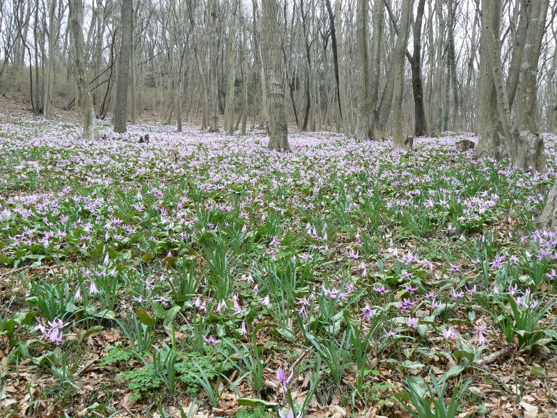 a0011690_11315166.jpg