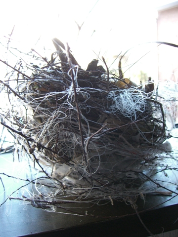 これが鳥の巣です!!_a0045293_1428261.jpg