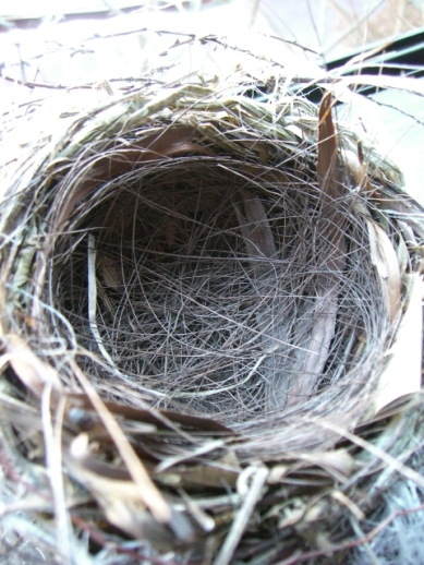 これが鳥の巣です!!_a0045293_14293977.jpg