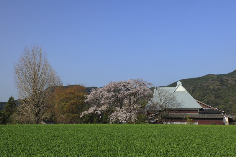 宝珠寺ヒメシダレ桜（2010.03.22）-01_d0147393_21141019.jpg