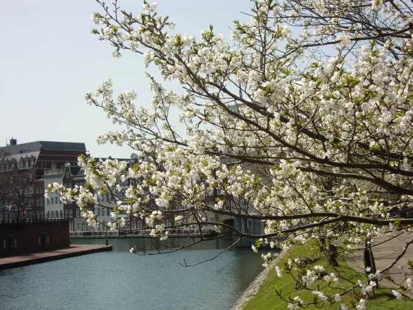 cherry blossoms_f0126994_15341155.jpg