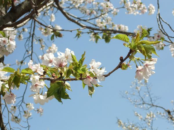 cherry blossoms_f0126994_15354873.jpg