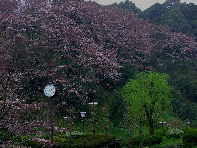 蓮華寺池桜雨情Ⅱ_f0072008_032556.jpg