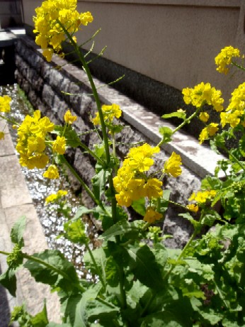f0043911_1293084.jpg