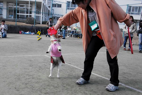 うじゃっくIN淡路島2その四（徒競争＆ぶら下がり＆一発芸編）_f0203612_23292978.jpg