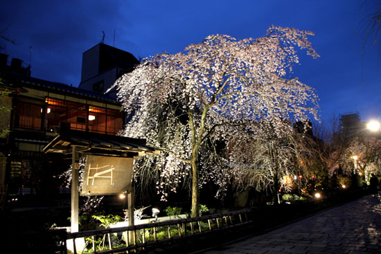 祇園の夜桜_e0048413_22423876.jpg